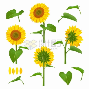 向日葵太阳花的不同角度和绿叶png图片素材