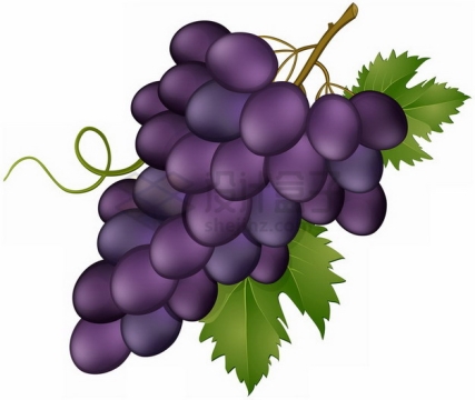 彩绘风格紫色葡萄蜜汁葡萄png图片素材