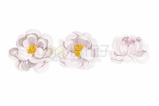 3款盛开的白色花朵鲜花水彩画2091922矢量图片免抠素材