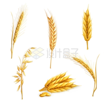 各种小麦麦穗和野草种子4546118矢量图片免抠素材