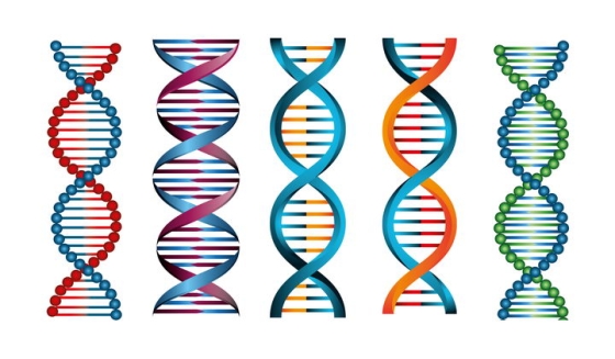 5种不同风格的脱氧核糖核酸DNA双螺旋结构中学生物教学图片免抠矢量素材