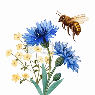 采蜜的小蜜蜂和紫色荷兰菊花朵花卉水彩插画png图片免抠矢量素材