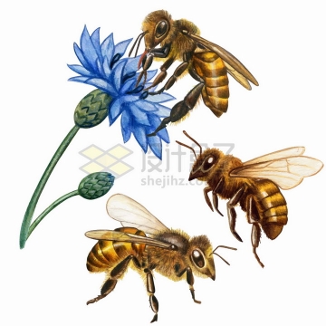 三种形态的蜜蜂和荷兰菊花朵鲜花水彩插画png图片免抠矢量素材