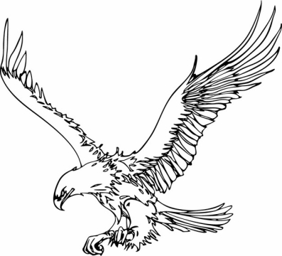 展翅雄飞的老鹰大鹏鸟线条插画114595png图片素材