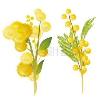 水杉树叶片黄色小孢子叶球金合欢花朵6165977矢量图片免抠素材