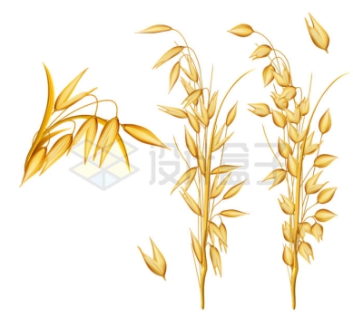 各种小麦麦穗9897664矢量图片免抠素材