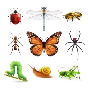 逼真的七星瓢虫蜻蜓蜜蜂蚂蚁蝴蝶蜘蛛毛毛虫蜗牛蚂蚱等昆虫小动物免抠矢量图片素材