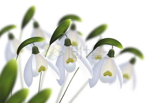 开满白色小花的夏雪片莲美丽花朵观赏花9370225矢量图片免抠素材