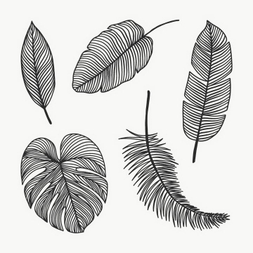 5款黑色线条羽毛和树叶图片免抠素材