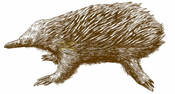 一只针鼹原始哺乳动物野生动物手绘插图3143387矢量图片免抠素材