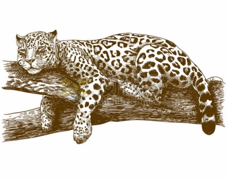 趴在树上休息的美洲豹美洲虎大型猫科动物野生动物手绘插图2440441矢量图片免抠素材