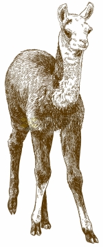一只羊驼原驼野生动物手绘插图5986337矢量图片免抠素材
