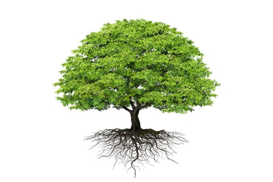一颗巨大的大树绿树榕树带树根6019986矢量图片免抠素材