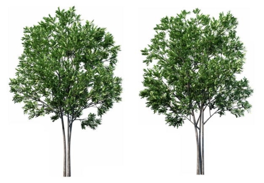两款3D渲染的杜英大树绿树园艺绿植观赏植物678902免抠图片素材