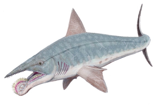 旋齿鲨灭绝鲨鱼远古生物708352png免抠图片素材