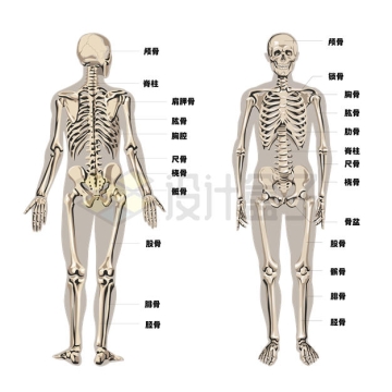 人体骨骼系统正反面示意图8042890矢量图片免抠素材