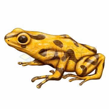 黄色的青蛙黄蛙林蛙有毒青蛙野生动物两栖动物6091354矢量图片免抠素材