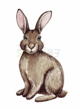 彩绘风格野兔小兔子野生动物png图片免抠矢量素材