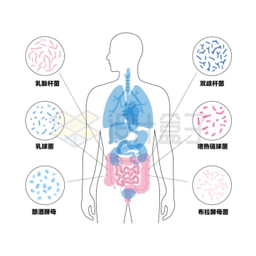 人体内脏器官结构和肠道益生菌微生物群图解3431288矢量图片免抠素材