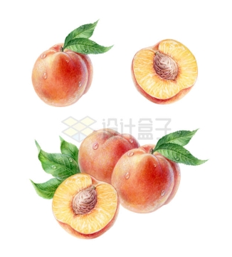 三款彩绘风格的水蜜桃桃子美味水果4237842矢量图片免抠素材