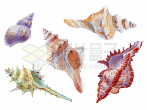 疣荔枝螺脉红螺响螺等5种海螺水彩插画5859807矢量图片免抠素材
