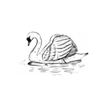 水面上的天鹅手绘素描插画3796853免抠图片素材