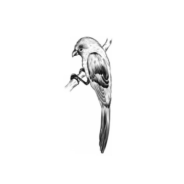 枝头上的麻雀小鸟手绘素描插画1218417免抠图片素材