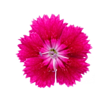  Red carnation 236947png picture material