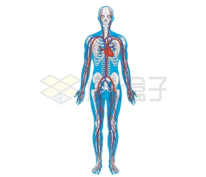 人体骨骼血液循环系统内部结构4224917矢量图片免抠素材