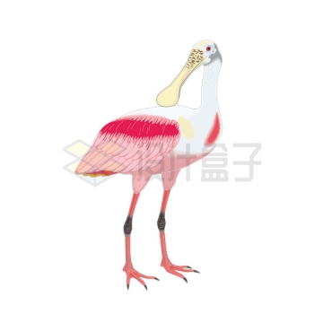 一只粉红琵鹭野生动物3508845矢量图片免抠素材