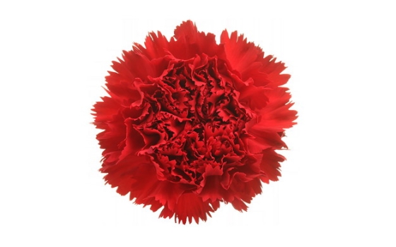  Big red carnation 122656png picture material