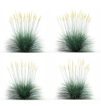 四款3D渲染的蓝羊茅野草园艺绿植观赏植物121731免抠图片素材