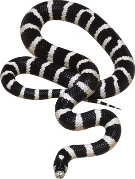 黑白相间的银环蛇184458png图片素材