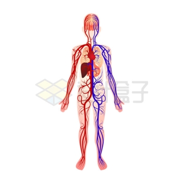 人体血液循环系统内部结构示意图1326434矢量图片免抠素材