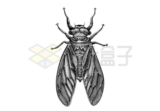 一只知了鸣蝉昆虫素描插画1346207矢量图片免抠素材