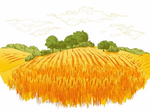 彩绘风格乡村黄色丰收麦田和远处的树林风景图png图片免抠矢量素材
