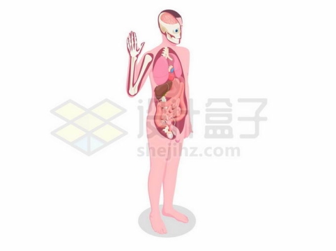 2.5D风格人体解剖图内脏器官和骨骼结构8599170矢量图片免抠素材