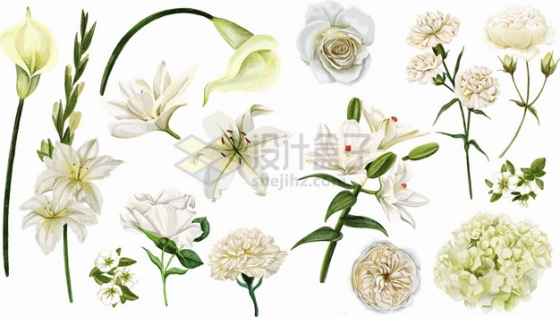 马蹄莲含笑花水仙花百合花玉兰花白玫瑰等白色花朵鲜花彩绘插画png图片素材