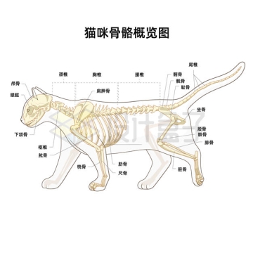猫咪宠物猫骨骼各部分名称大全7966076矢量图片免抠素材