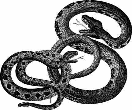 两条乌梢蛇毒蛇957761png图片素材