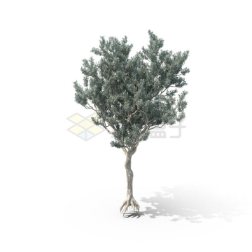 带影子的一棵带树根的大树观赏植物8170306PSD免抠图片素材