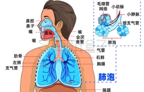 人体呼吸系统肺部肺泡结构示意图9535632矢量图片免抠素材