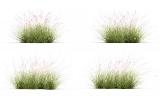四款3D渲染的针茅野草草丛园艺绿植观赏植物937794免抠图片素材