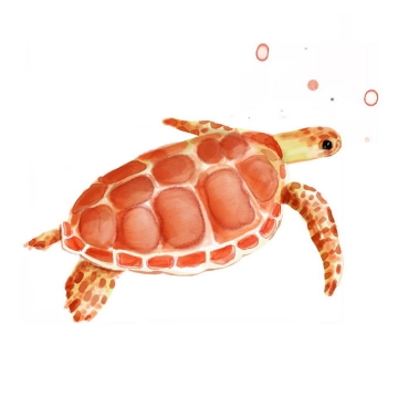 正在游泳的红色玳瑁海龟海洋爬行动物手绘水彩插画1045230免抠图片素材
