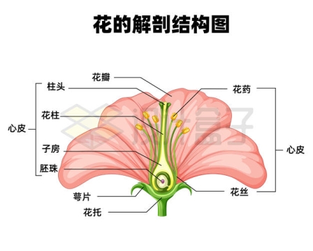 花朵内部结构解剖示意图2143730矢量图片免抠素材