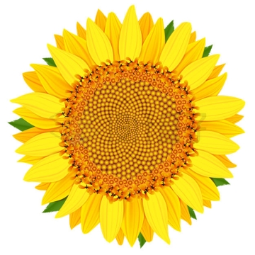 逼真的向日葵花朵4343009矢量图片免抠素材