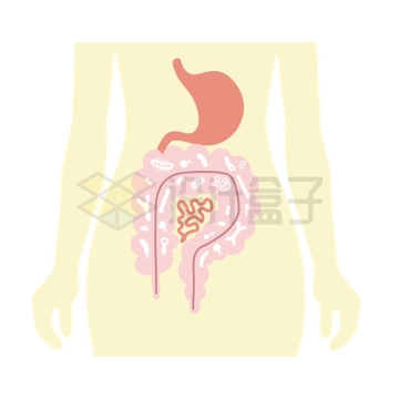 人体胃部和肠道消化系统示意图4943269矢量图片免抠素材