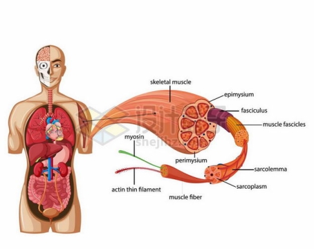 人体内脏组织器官解剖图和肌肉组织结构9927040矢量图片免抠素材