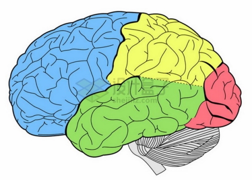分成4种颜色的人体大脑图案png图片素材
