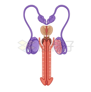 男性睾丸阴茎等生殖系统内部结构示意图8643509矢量图片免抠素材